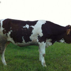 Junici gestante Metis Holstein