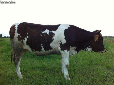 Junici gestante Metis Holstein foto