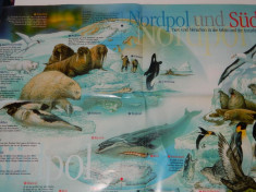 Plansa educativa/poster cu viata polara, animale la Polul Nord, mediul la Pol, educativa foto