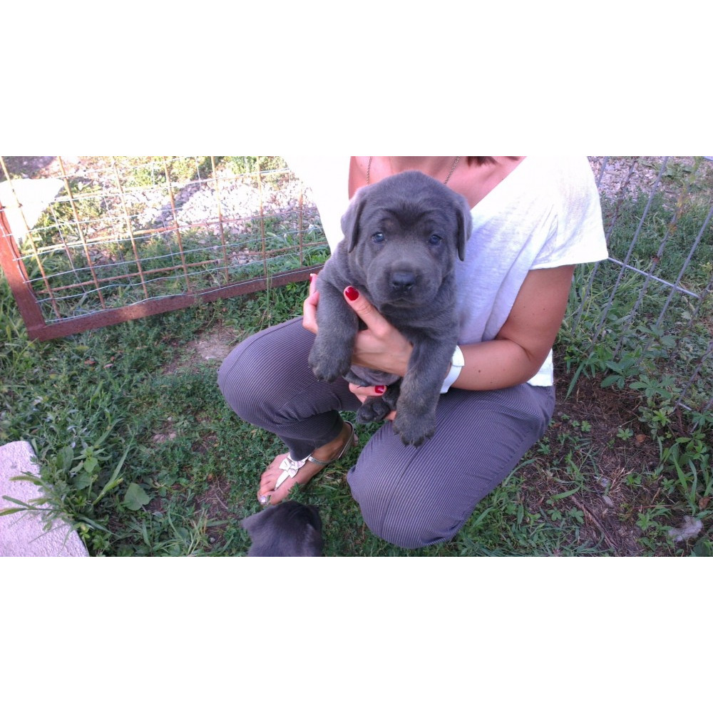 Cane Corso Pui Gri Cu Ochi Albastri Arhiva Okazii Ro