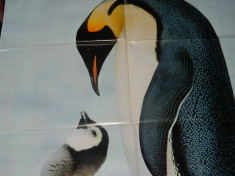 Poster/afis mare cu pinguin, ideal pentru camera copilului sau ca plansa model foto