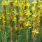 Seminte de Sulita regelui (Asphodeline lutea) (15 seminte)