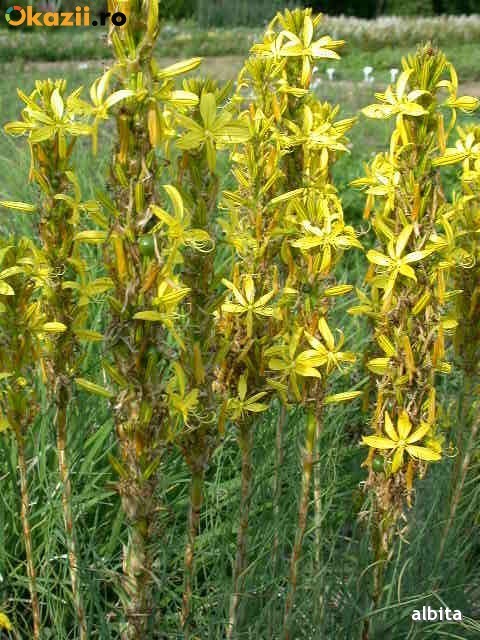 Seminte de Sulita regelui (Asphodeline lutea) (15 seminte) foto mare Seminte de Sulita regelui (Asphodeline lutea) (15 seminte) foto mare