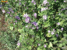 Seminte de Nalba de padure (Malva sylvestris) (20 seminte) foto