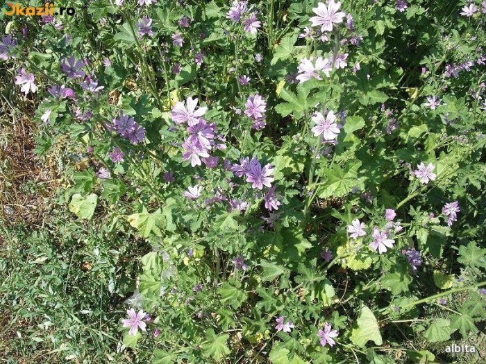 Seminte de Nalba de padure (Malva sylvestris) (20 seminte) foto mare Seminte de Nalba de padure (Malva sylvestris) (20 seminte) foto mare