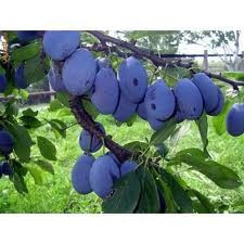 Palinca / tuica de prune / produs in gospodarie / produs natural / pachet de 10 litri / reducere! foto