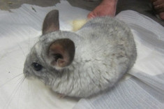 Chinchilla mascul alb/silver 1 an foto