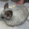 Chinchilla mascul alb/silver 1 an