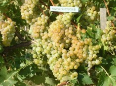 BUTASI VITA DE VIE - SOI MUSCAT DE POLOSKEI - SOI REZISTENT foto