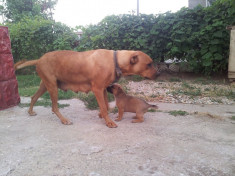 pui amstaff cu ciobanesc german foto