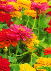 Carciumarese(Zinnia elegans) foto