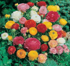 RANUNCULUS Pachet 10 rizomi culori mix =5 Ron foto