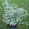 Salba moale, voiniceriu - Euonymus fortunei &#039;Emerald Gaiety&#039; - Planta perena de gradina
