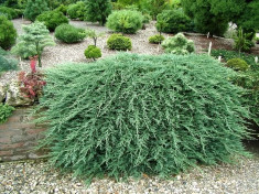 ienupar tarator - Juniperus horizontalis foto