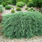 ienupar tarator - Juniperus horizontalis