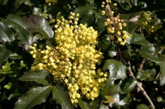 MAHONIA - Mahonia aquifolium - 30-50 cm - pret 7 lei foto