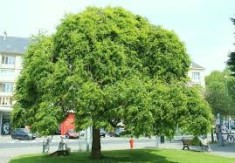 Sofora - Sophora japonica - 80-120 cm - pret 15 lei foto