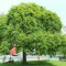 Sofora - Sophora japonica - 80-120 cm - pret 15 lei