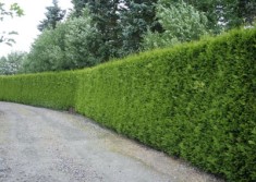 TUIA, BIOTA pentru gard viu - Thuja orientalis - 80-120 cm - pret 10 lei foto