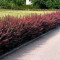 DRACILA JAPONEZA ROSIE - Berberis thunbergi atropurpurea - 30-40 cm - pret 6 lei