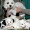 Vand Pui Bichon Havanese