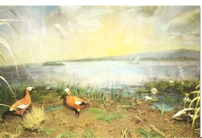 CPI (B3551) CALIFARI, MUZEUL &amp;quot;DELTA DUNARII&amp;quot; - TULCEA, NECIRCULATA foto