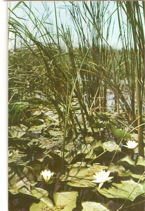 CPI (B3586) PEISAJ DIN DELTA DUNARII, EDITURA MERIDIANE, NECIRCULATA, NUFERI, 4362