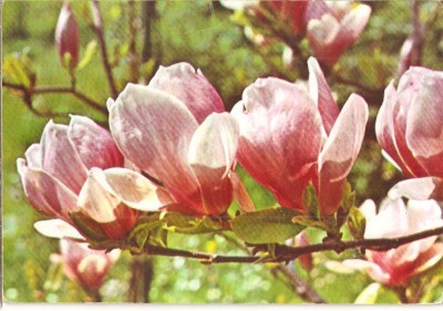 CPI (B3550) MAGNOLII, FELICITARE, CIRCULATA, STAMPILE, TIMBRU IMPRIMAT foto
