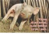 CPI (B3553) &quot;VA ROG SA MA SCUZATI, M-AM IMBATAT CA UN ... PORC, EDITURA AGNUS DESIGN, SCRISA SI NECIRCULATA, Fotografie