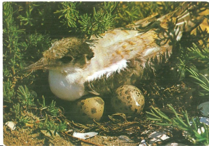 CPI (B3552) IN DELTA DUNARII, EDITURA SPORT TURISM, PASARE IN CUIB PE OUA, NECIRCULATA
