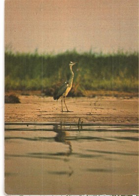 CPI (B3585) IN DELTA DUNARII, EDITURA SPORT-TURISM, NECIRCULATA, PASARE foto