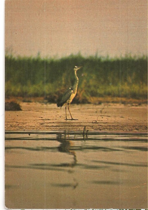 CPI (B3585) IN DELTA DUNARII, EDITURA SPORT-TURISM, NECIRCULATA, PASARE