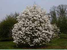 Magnolia alba - Magnolia kobus 30-40 cm - pret 18,0 lei foto