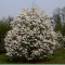 Magnolia alba - Magnolia kobus 30-40 cm - pret 18,0 lei