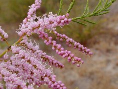 Catina Rosie - Tamarix ramosissima 70-100 cm - pret 12,0 lei foto