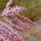 Catina Rosie - Tamarix ramosissima 70-100 cm - pret 12,0 lei