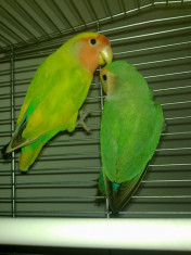 Vand papagali Agapornis(love birds) cu tot cu colivie,complet utilata ,300lei negociabil!!! foto