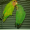 Vand papagali Agapornis(love birds) cu tot cu colivie,complet utilata ,300lei negociabil!!!