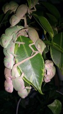 Vand pui cameleon cu creasta ( Veiled /Calyptratus) foto