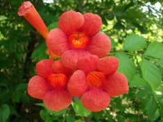 Seminte Pipa turcului Campsis radicans foto