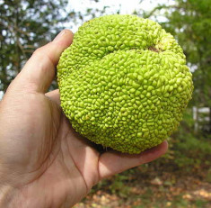 Seminte Macula pomifera - Osage orange foto