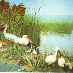 Carte postala CP B015 Bucuresti -Muzeul de istorie naturala Grigore Antipa- necirculata [I]