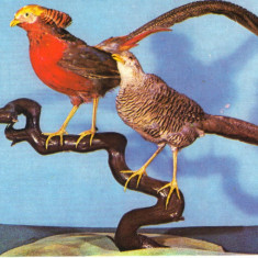 Carte postala CP B018 Bucuresti -Muzeul de istorie naturala Grigore Antipa- necirculata [I]