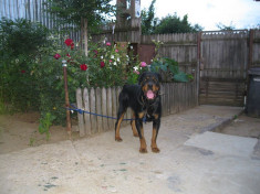 Vand Rottweiler foto