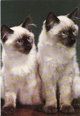 Carte postala -tema pisici foto