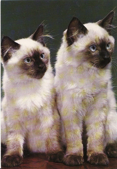 Carte postala -tema pisici