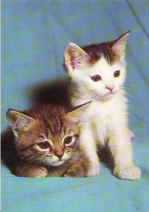 Carte postala -tema pisici