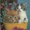 Carte postala -tema pisici