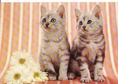 Carte postala -tema pisici foto