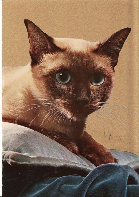 Carte postala -tema pisici foto